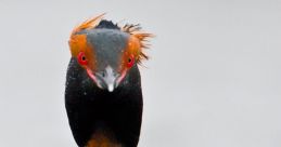 Perkoz