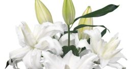Roselily Pascua