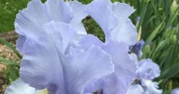 Iris_