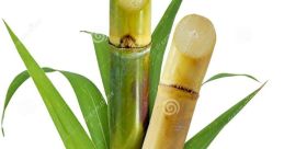 SUGAR CANE