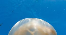 Meduza