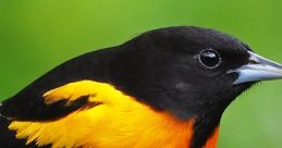 Birds of North America