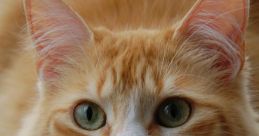 Katt