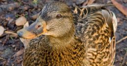Lolduck
