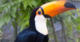 A Toucan