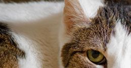 Catisnotethical