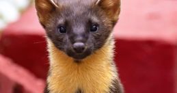 MARTEN