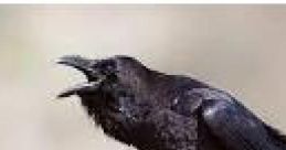 Crow of lost lands