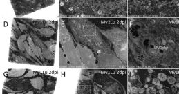 Lu Cell