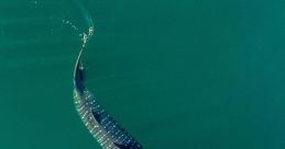 Whale sharks