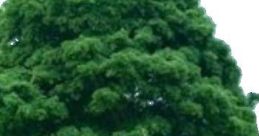 TreeTreeTree