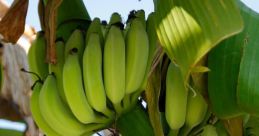 Banane