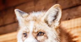 Golden FoxCAT