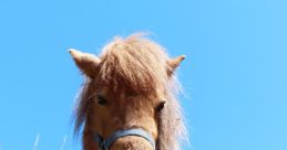 Poni
