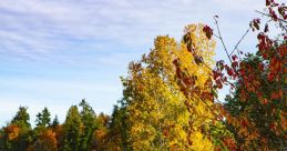 Autumn S