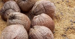 Coconoun
