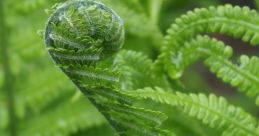 Fern Cadena