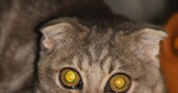 Cyan-Cat