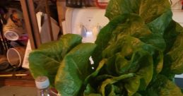 Bigman Lettuce from Bigman Lettuce. #23cut2 #thirdtake Still working on the audio. One of many....