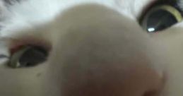 ELPEPE ELPEPE