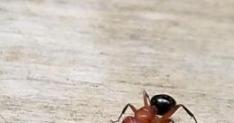 Ants11