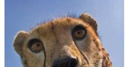 Ms cheetah Yt