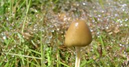 MagicKrumpli