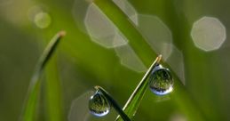 Dew Drops