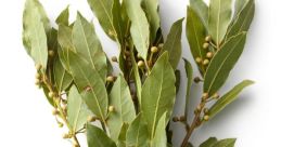 Laurel