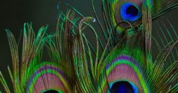 Featherr