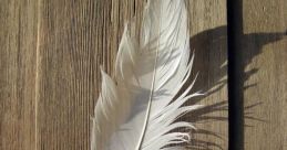 Plume