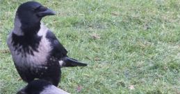 Hybridcrows