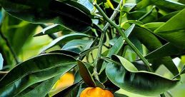 Minneola