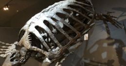 Fossilized Is cool