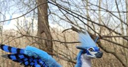Wyvern Jay