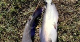 Canal do Peixe