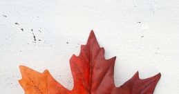 Silkymaple 3498