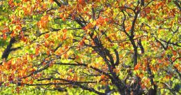 Autumn Nembhard