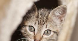 Gatita