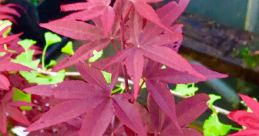 Maple ริน