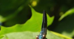 Random Dragonfly