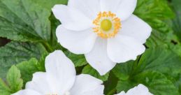 Winflower