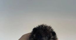 BlackHedgehogtv 999