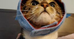 SHARK_CAT