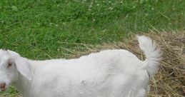 Young Goats from Young Goats. # #youtube #silence #foghorn #speech #violin #disco #house #newage #sad #singing