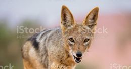 Jackals Walk Ups