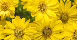 Yellowflwr
