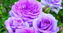 Rose DESMARIEUX