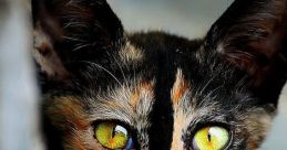 Kittis