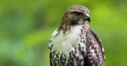 Hawk from Hawk. #speech #clicking #whispering #silence #malespeech #conversation #femalespeech #whitenoise #rustle #